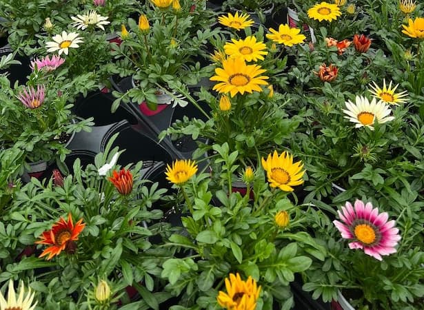 How to Grow Gazania Flower Plants