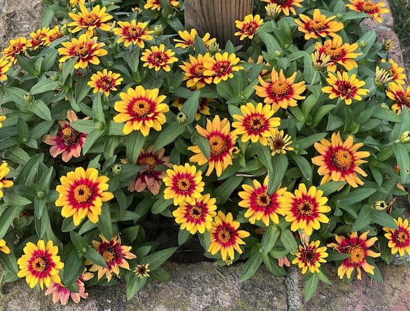 Free to use zinnia pictures, red and orange bicolors
