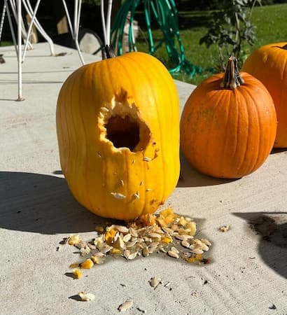 Pumpkin Eaten by Animal Pests. Animal and Squirrel Pest Control.