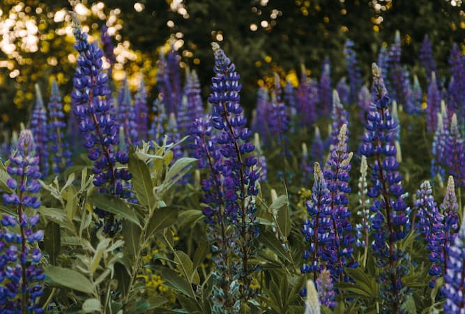 How to grow Lupine flowers plant from seeds.