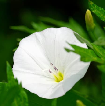 How to grow Moonflower plants, vines.