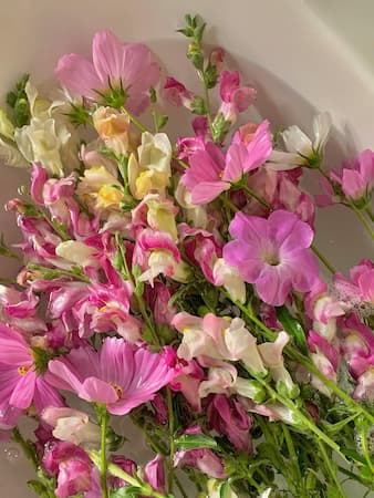 How to Grow Snapdragon Flower Plants