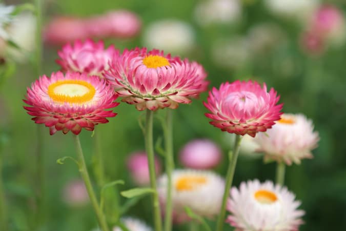 How to grow annual Strawflower Plants