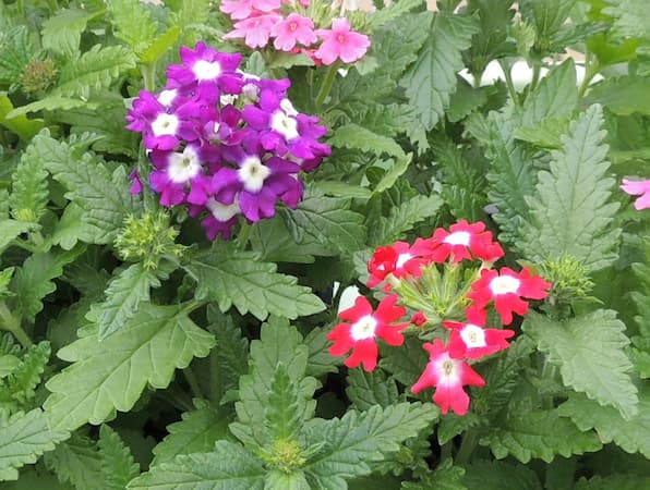 How to Grow Verbena Flowers plants.