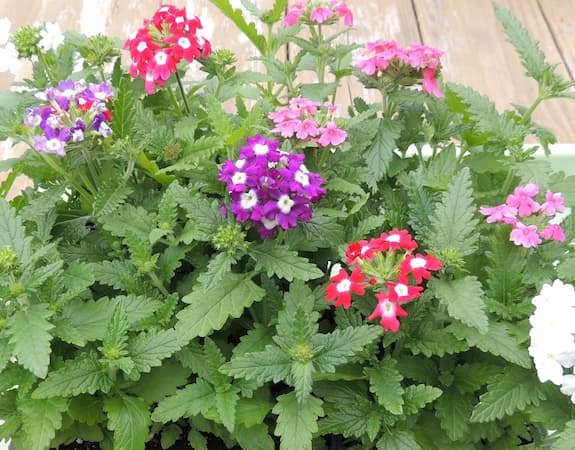 How to Gerow Verbena Flowers