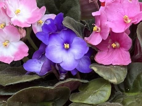 How to Grow African Violet Flowers Plant.