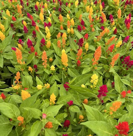 How to Grow Celosia Flowers. Cockscomb plants.