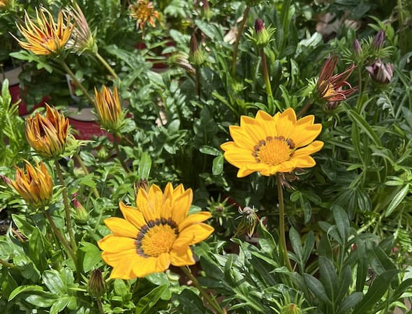 How to Grow Gazania Flowers.