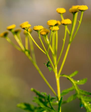 How to Grow Tansy flowers pernnial plants.