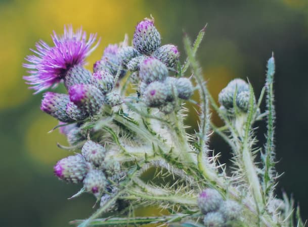 How to grow Thistle Flowers.