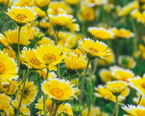 How to Grow Tidy Tips Flowers perennial plants.