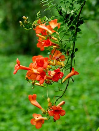 How to Grow Trumpet Flower Vine plants