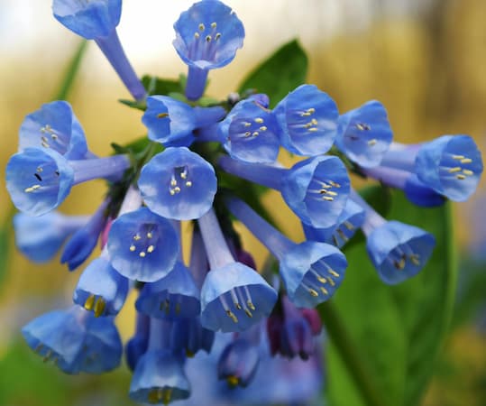 How to grow Virginia Bluebells Flowers. Mertensia Plants.