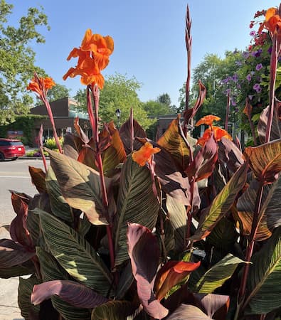 Lilies, lily flowers. Master gardeners