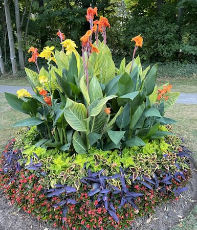 How to Growq Lilies and flowers