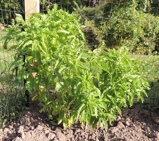 How to Grow Basil Plant