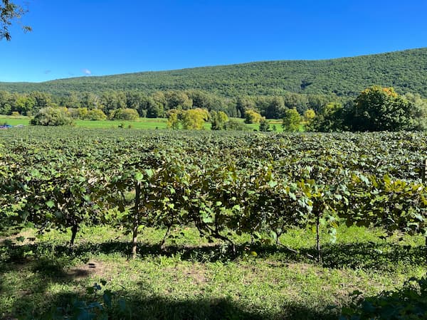Grape Vineyard. How to grow grapes. ice wine