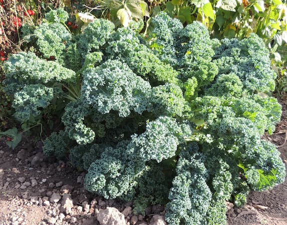 How to Grow Kale Plant