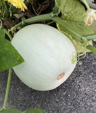 How to Grow White Ghost Pumpkins