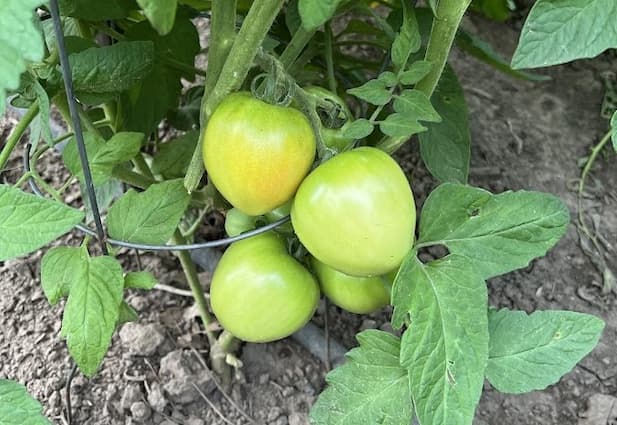 Green Tomato Jam recipe