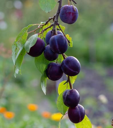 How to grow prunes and other fruit