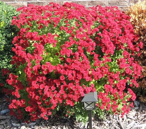 How to Grow Red Chrysanthemum flowers