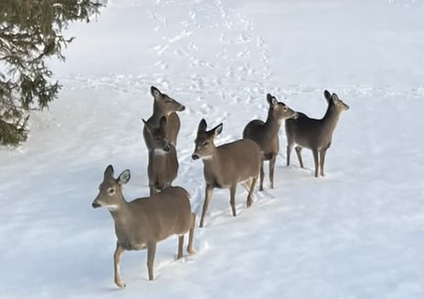 Deer control and protections methods
