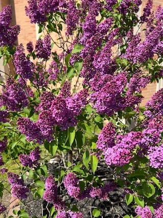 Free to Use Lilac pictures