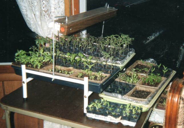 Seedling Transplants. Home gardening, growing plants