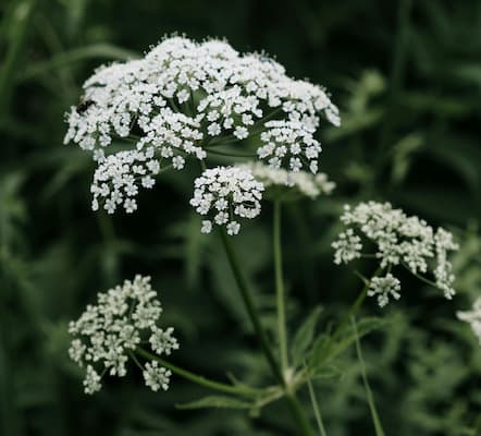 How to grow Angelica herb plant