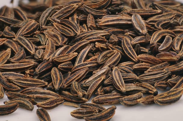 How to grow Caraway herb plants, caraway seeds