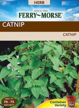 How to grow catnip herb plants