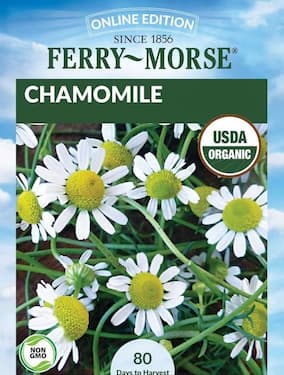 How to grow Chamomile herb plant