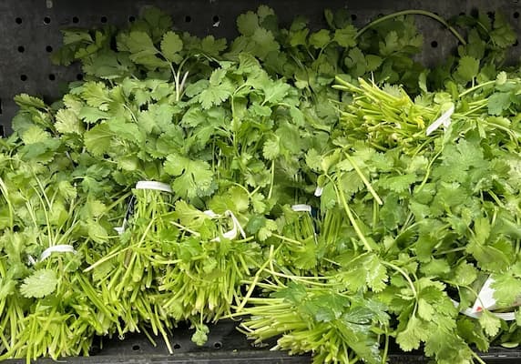 How to Grow Cilantro plants, coriander seeds