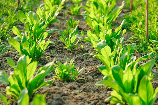 How to Grow Corn Salad, Mache, Mâche