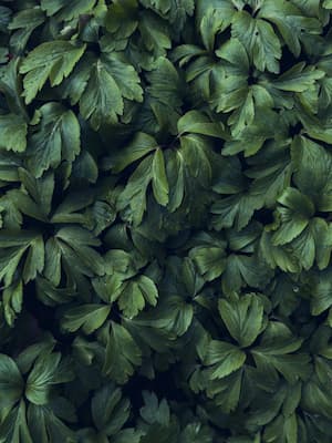 How to Grow Lovage Herb plant