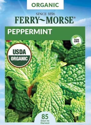 Peppermint Seeds. How to Grow Mint Herb Plant.