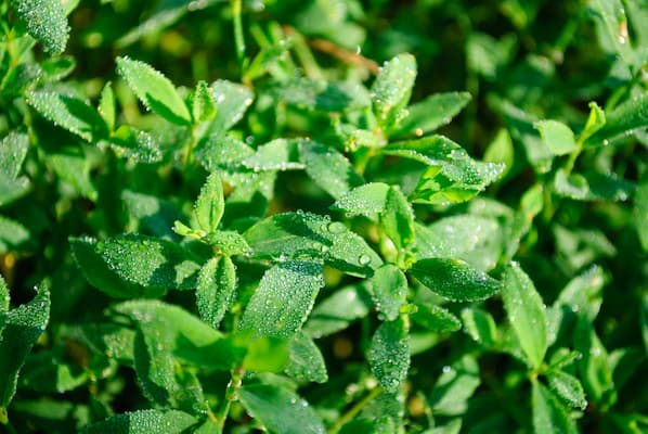 How to grow Stevia herb plant