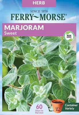 How to Grow Sweet Marjoram herb plant