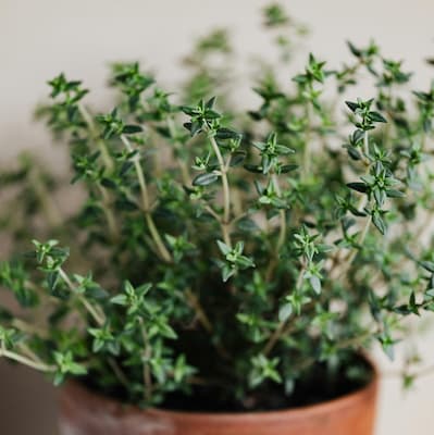How to grow Thyme Herb plant