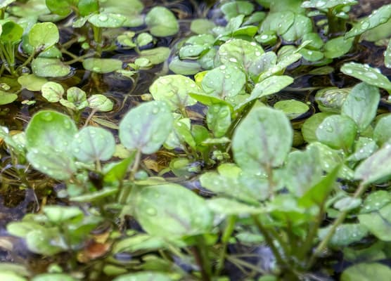 How to grow Watercress Herb plant