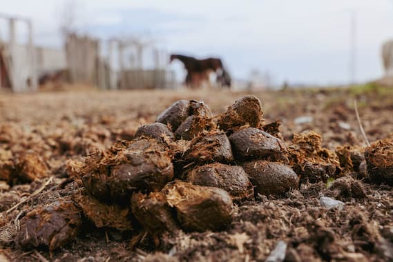 Organic Garden Manure. Kinds of manure.