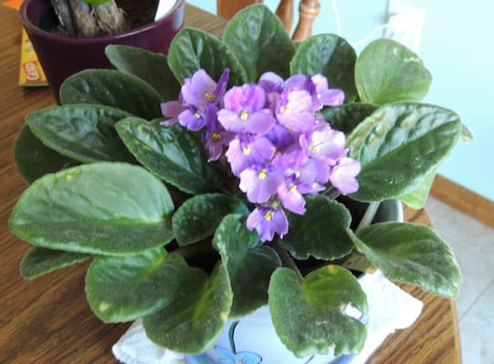 African Violet Houseplants