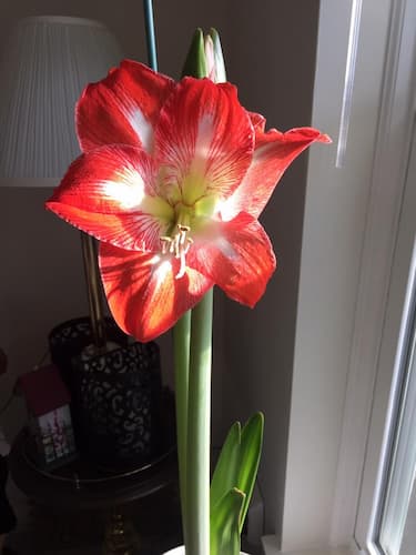 Amaryllis Flower Bulb