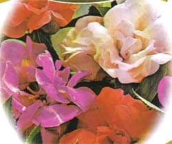 Rose Balsam Flower