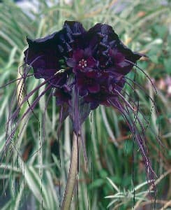 Bat Flower Plant