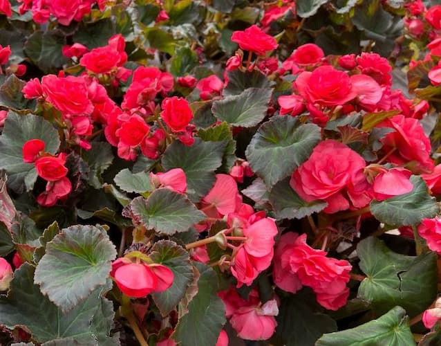 How to Grow Begonia Flowers