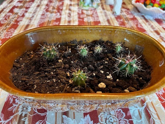 Cactus Houseplants