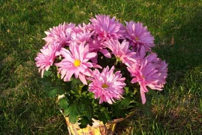 Chrysanthemum Flower Pink