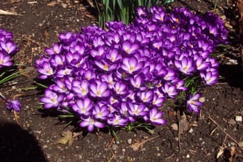 Crocus Flowers Purple